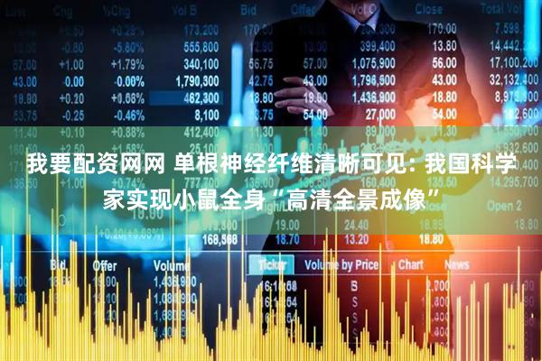 我要配资网网 单根神经纤维清晰可见: 我国科学家实现小鼠全身“高清全景成像”
